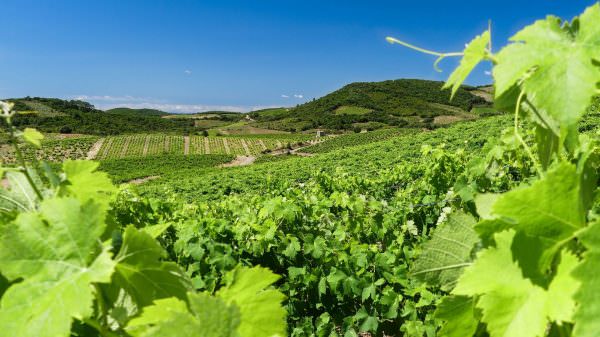 Vignobles de Roquebrun