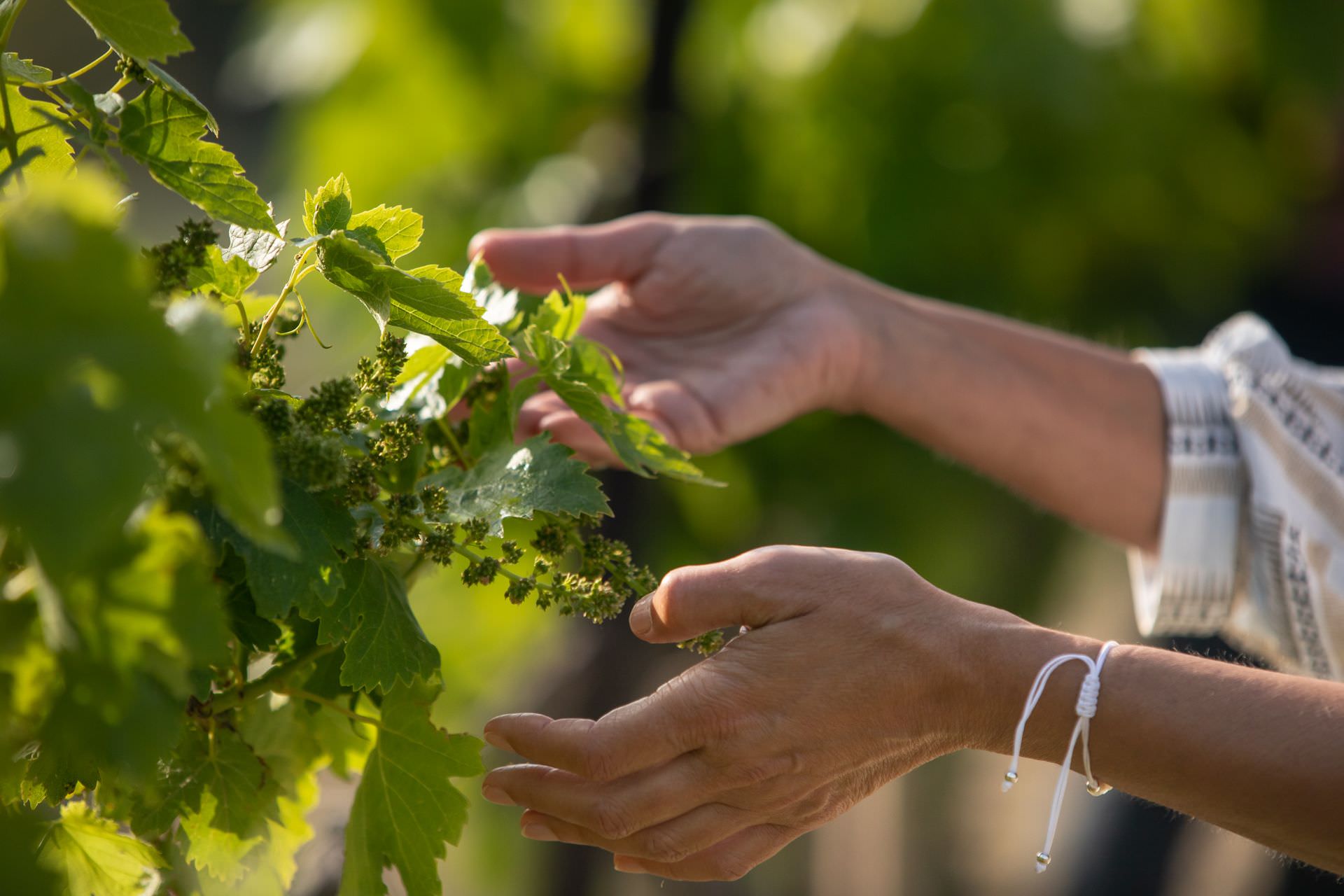 Une femme caresse les feuilles de vigne dans le vignoble du Domaine de Soustres à Montady près du Canal du Midi