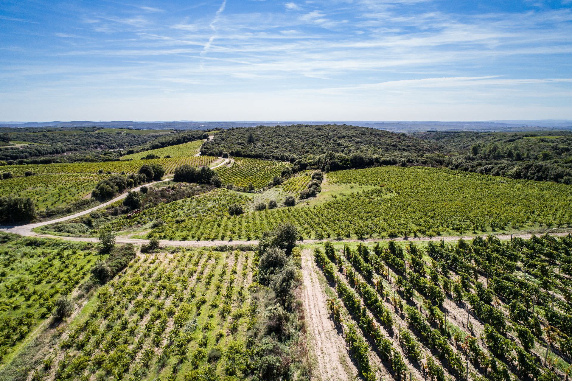Vue aérienne sur les vignes du domaine viticole de Cebene à Faugères