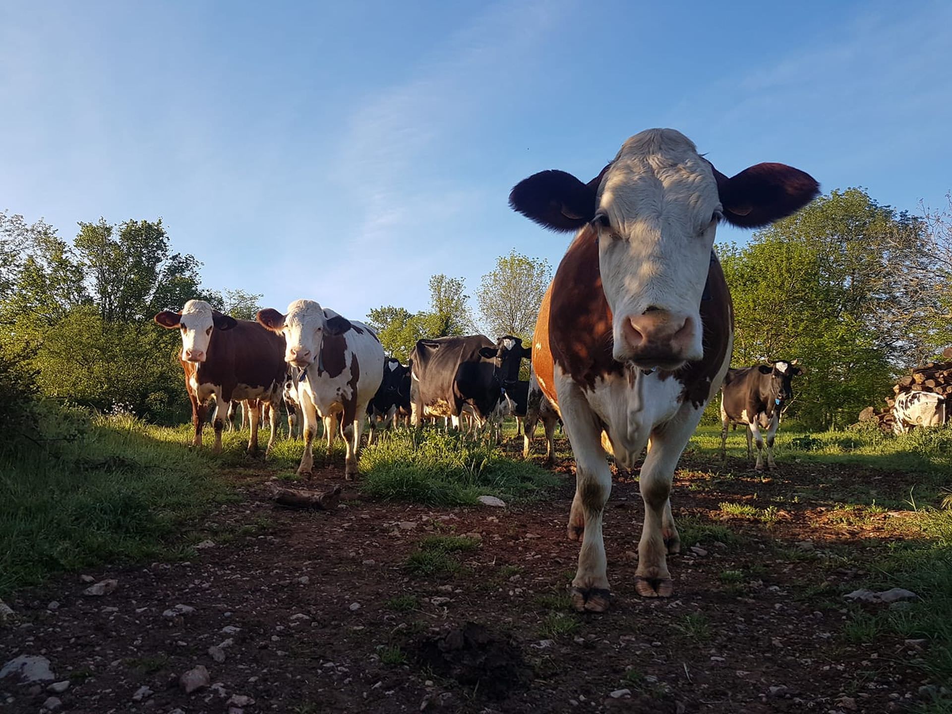 Troupeau de vaches laitières de la Ferme du Causse au Caylar sur le Causse du Larzac