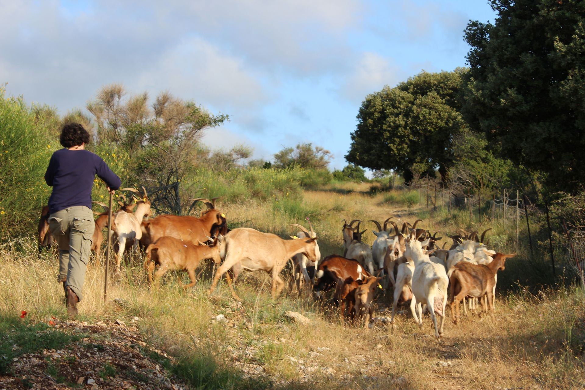 Agricultrice de la Ferme des Bouquets dans le Minervois, avec son troupeau de chèvres à travers champs