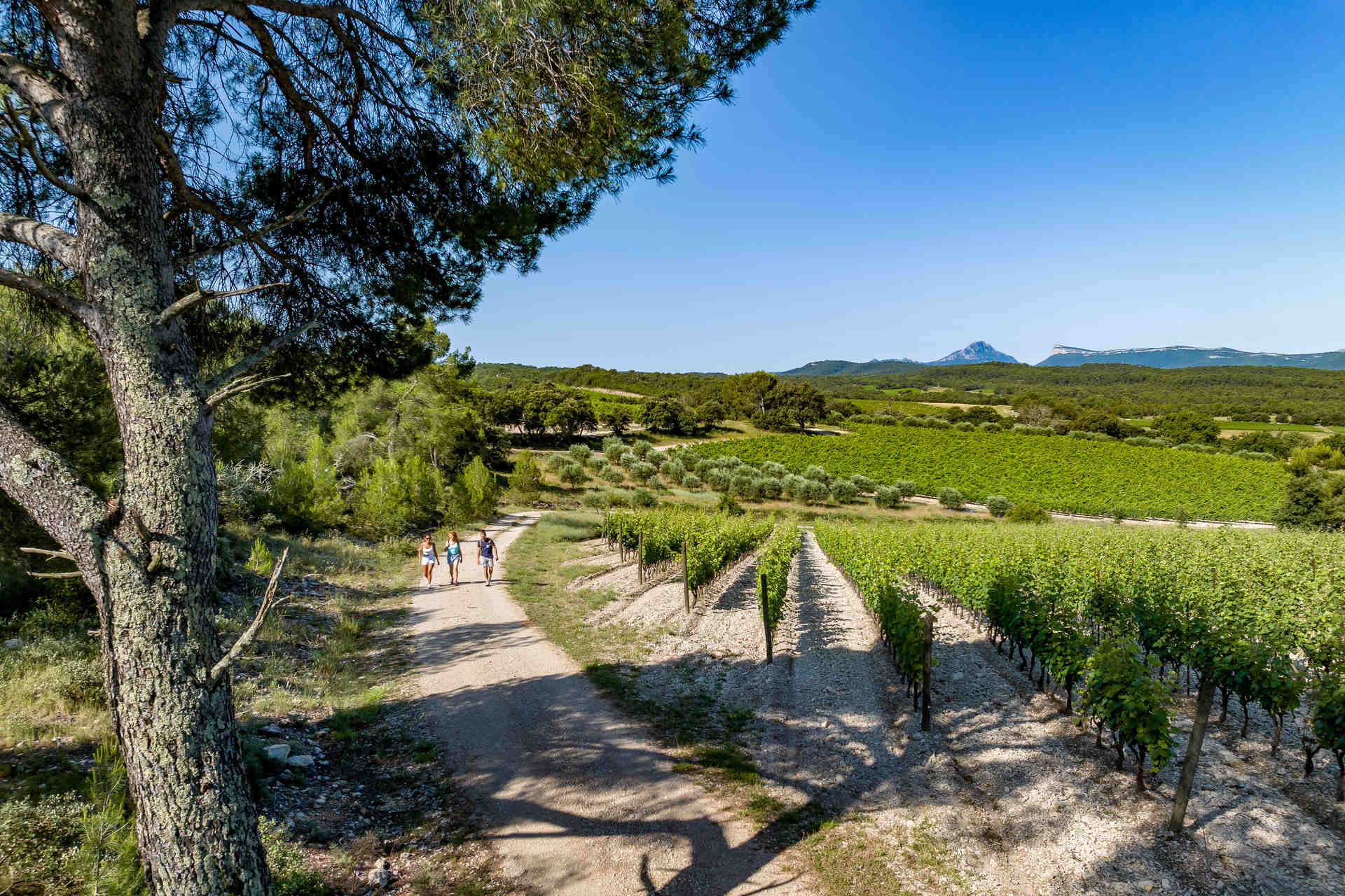 Ranado dans les vignes au domaine de la Bergerie du Fenouillet