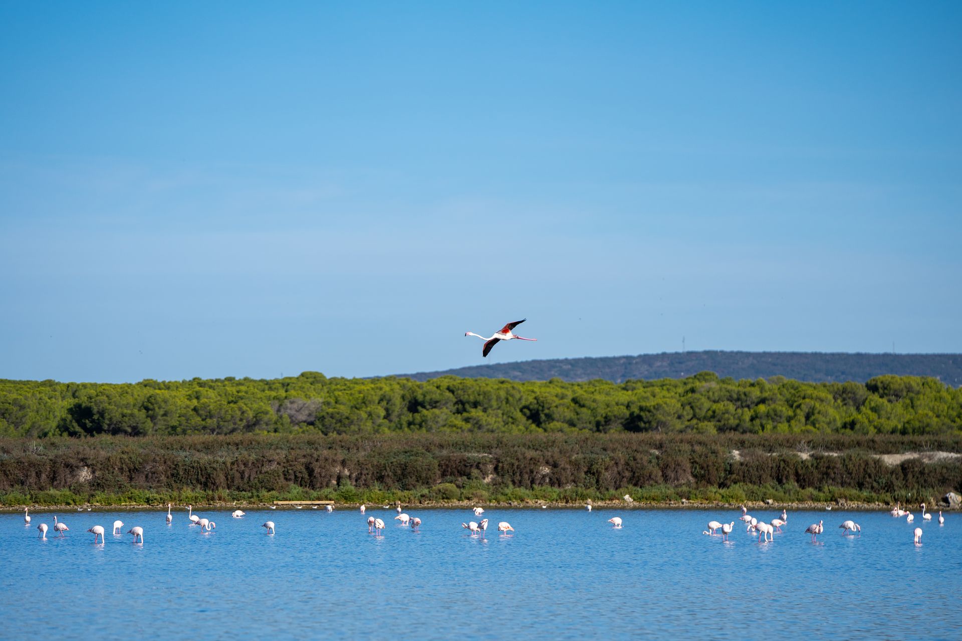 Flamants roses sur les étangs avec en arrière-plan le massif de la Gardiole